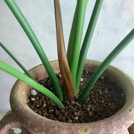 Philodendron Goeldii with Tunisia pot (フィロデンドロン・ゴエルディ/チュニジアポット付き)