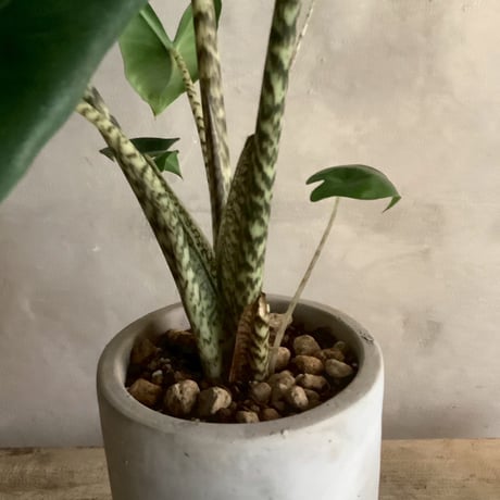 Alocasia Zebrina  with chimney pot (アロカシア・セブリナ/チムニーポット付き)