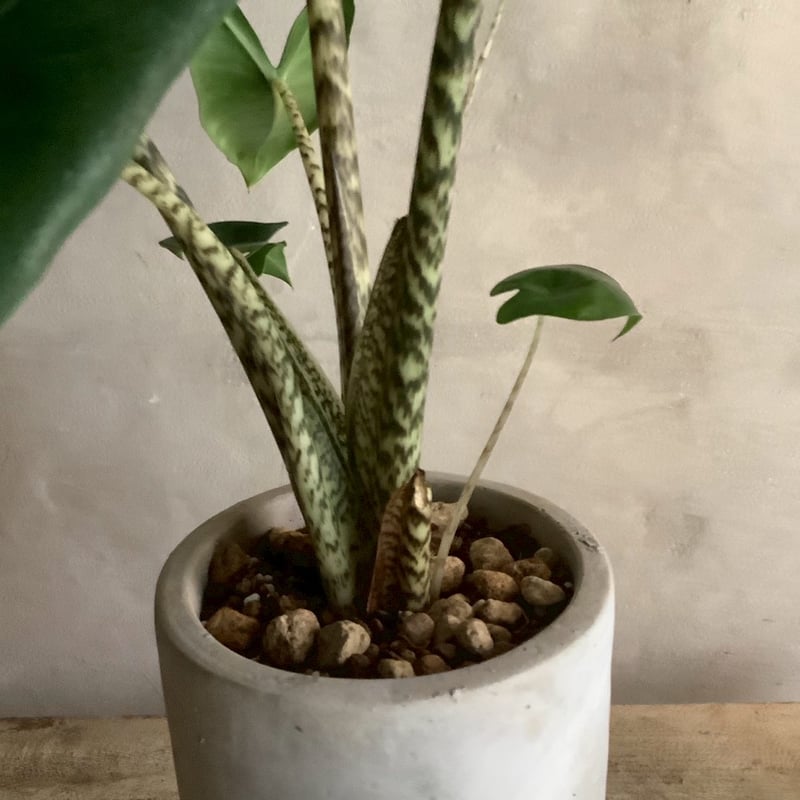 Alocasia Zebrina with chimney pot (アロカシア・セブリナ/