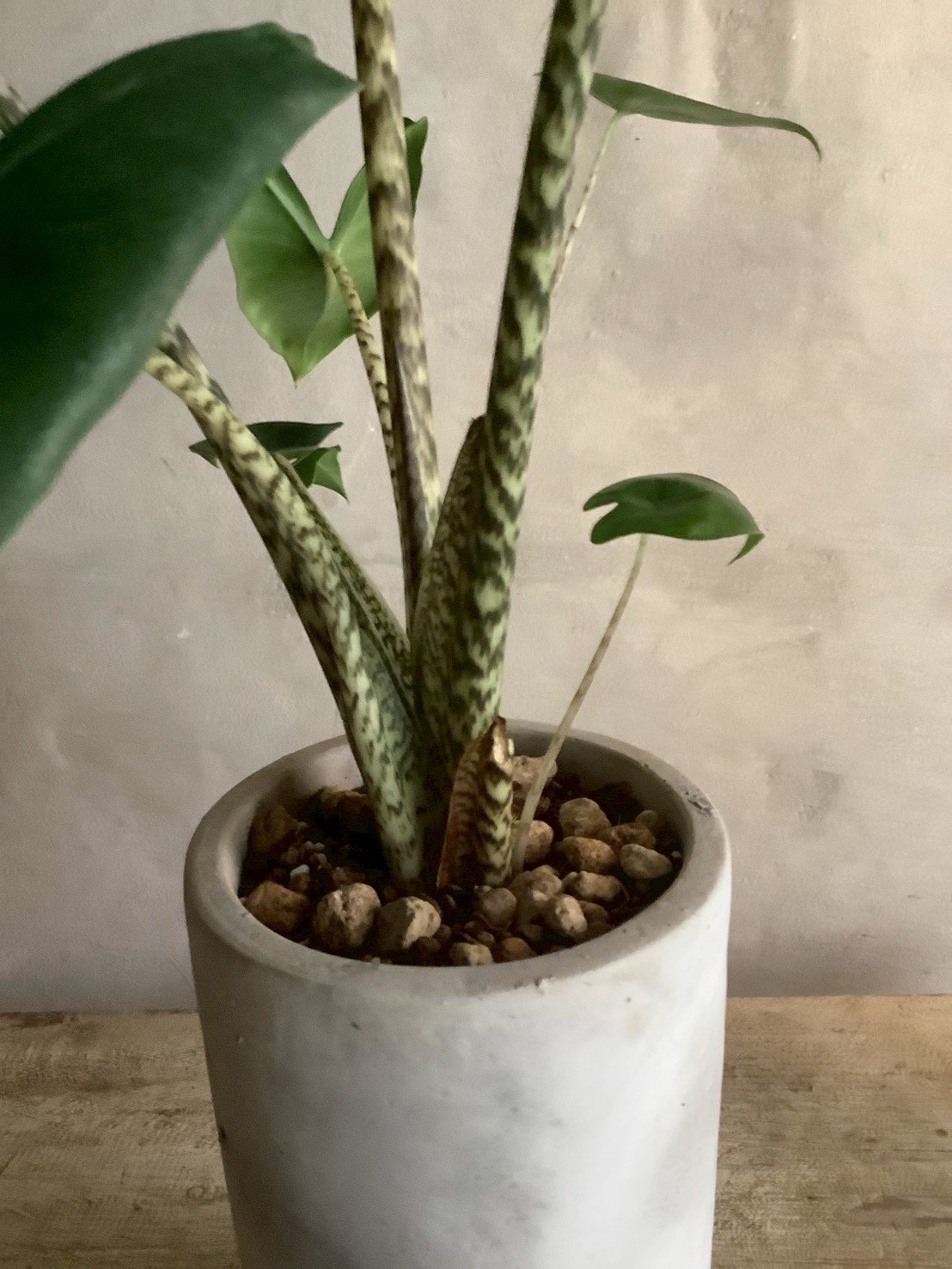 Alocasia Zebrina with chimney pot (アロカシア・セブリナ/