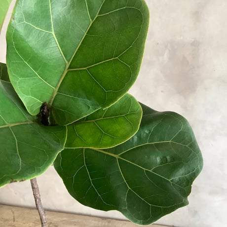 ”Magari" ficus lyrata in moonstone pot (カシワバゴム・バンビーノ"曲がり"ムーンポット付き)