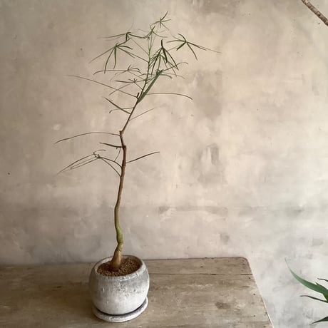 ”Queensland bottle tree in moonstone pot (”ボトルツリー・ブラキキトン”ムーンポット付き)