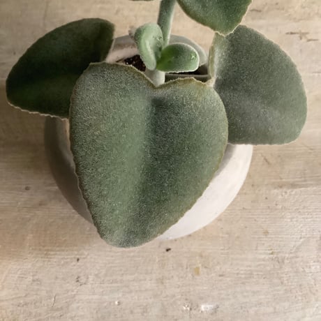 Kalanchoe beharensis(カランコエ・ベハレンシス)