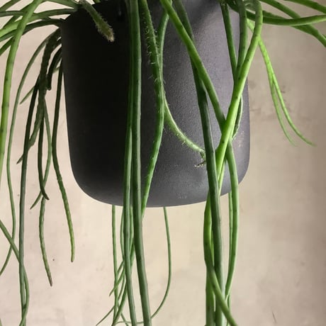 Rhipsalis Puniceodiscus (リプサリス”プニセオディスカス”)
