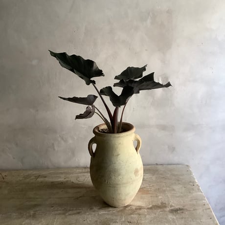Alocasia Antoro Velvet with Tunisia pot(アロカシア・アントロヴェルヴェット/チュニジアポット付き)