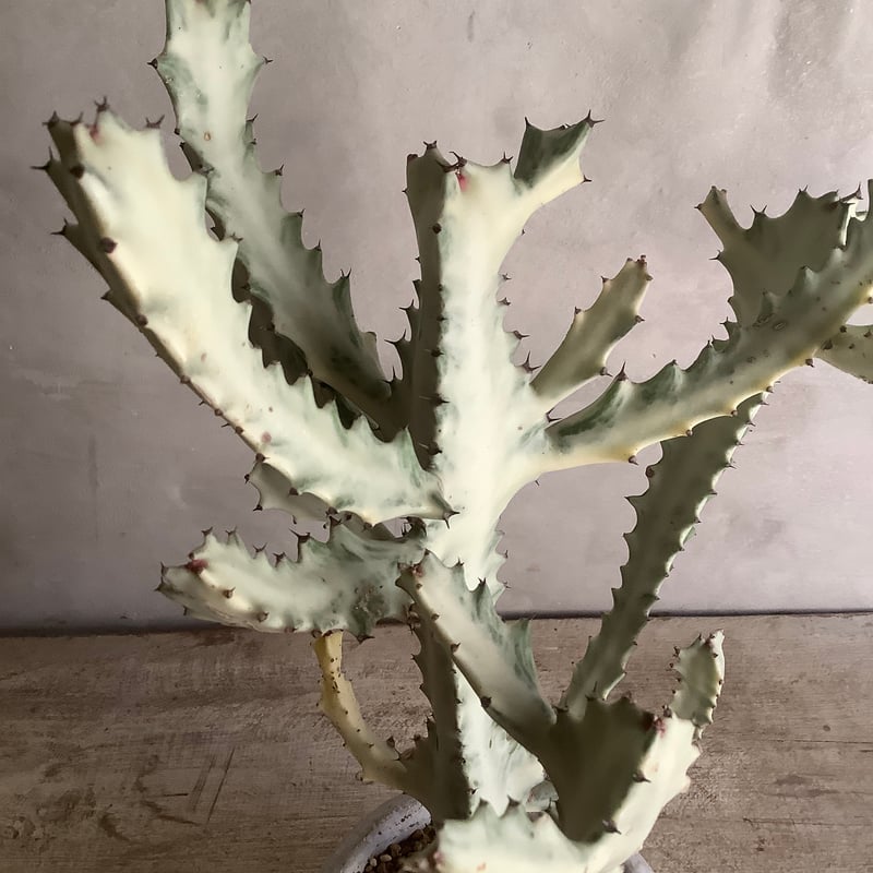 2024 Euphorbia White Ghost typeB(ユーフォルビア・ホワイト 2024 Euphorbia White Ghost typeB(ユーフォルビア・ホワイト