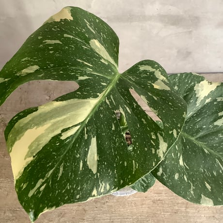 Monstera variegata with moon stone pot (ムーンストーンポット入りモンステラ・バリエガータ)