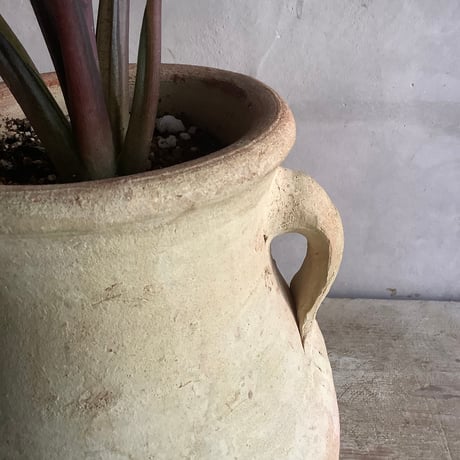 Alocasia Antoro Velvet with Tunisia pot(アロカシア・アントロヴェルヴェット/チュニジアポット付き)
