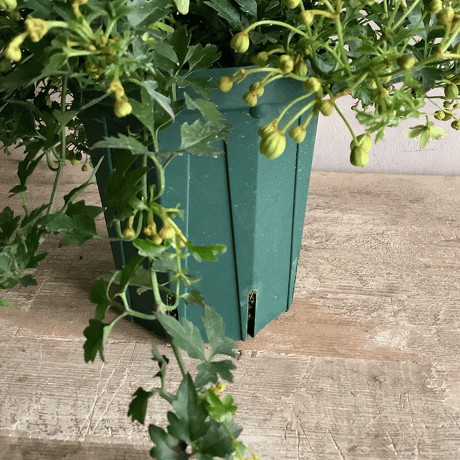 Clematis 'Fragrant Oberon'with Decorative Pot Cover(クレマチス フレグラントオベロン/デコラポットカバー付き)