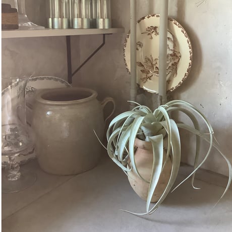 Tillandsia Xerographica with Tunisia pot (チュニジアポット付きチランジア・キセログラフィカ）