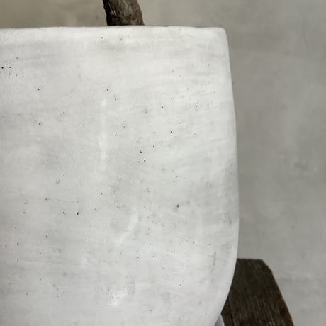 ”Magari" ficus lyrata in moonstone pot (カシワバゴム・バンビーノ"曲がり"ムーンポット付き)