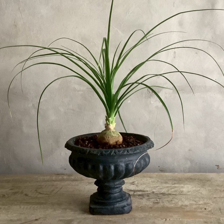 2025 Ponytail palm Mini dessart (ポニーテールパーム