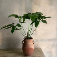 Philodendron Goeldii with Tunisia pot (フィロデンドロン・ゴエルディ/チュニジアポット付き)