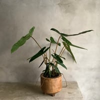2025 Philodendron Billetae with Acacia wood Planter cover  (フィロデンドロン ビレッタエ/アカシア木製 鉢カバー付き)