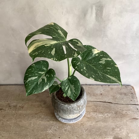 Monstera variegata with moon stone pot (ムーンストーンポット入りモンステラ・バリエガータ)