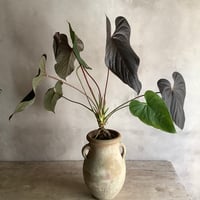 Anthurium "Rom's red with Tunisia pot XL (アンスリウム・ロムズレッド/チュニジアポット付き XL)