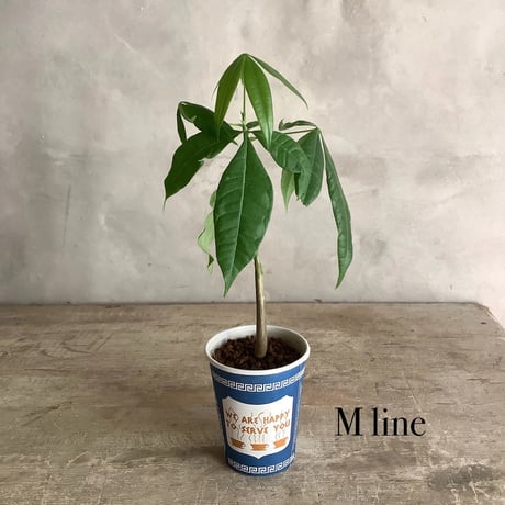 Baby skinny pachira in NYC Coffee cup ”J・M・Z line” (NYCコーヒーカップシリーズ ベビースキニーパキラ)３ライン