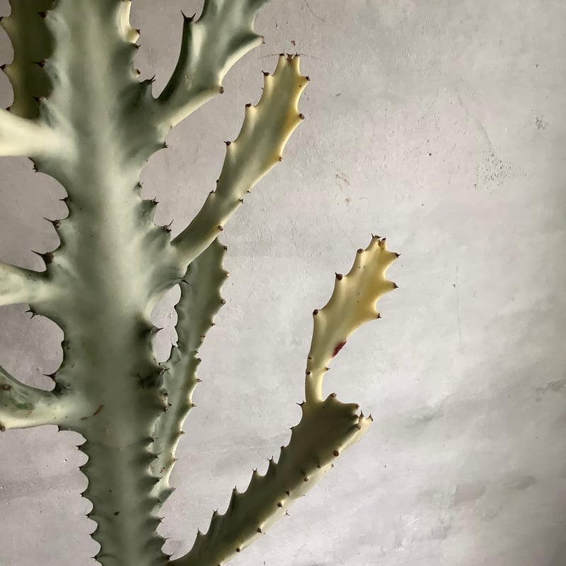 2025 Euphorbia White Ghost (ユーフォルビア・ホワイトゴースト) |