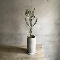 2025 Euphorbia White Ghost (ユーフォルビア・ホワイトゴースト)