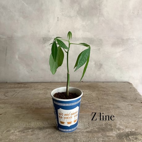 Baby skinny pachira in NYC Coffee cup ”J・M・Z line” (NYCコーヒーカップシリーズ ベビースキニーパキラ)３ライン