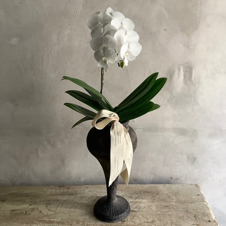 Mother's Day Limited ”Phaleanopsis White” 胡蝶蘭/氷