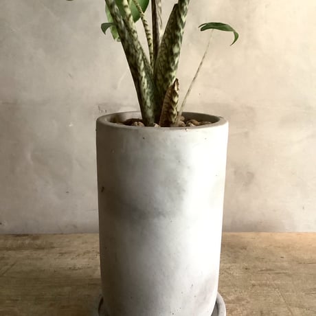 Alocasia Zebrina  with chimney pot (アロカシア・セブリナ/チムニーポット付き)