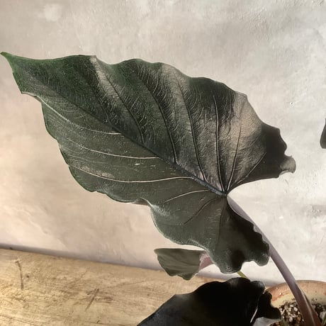Alocasia Antoro Velvet with Tunisia pot(アロカシア・アントロヴェルヴェット/チュニジアポット付き)