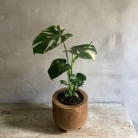 Monstera variegata with Acacia wood Planter cover (モンステラ・バリエガータ/アカシア木製 鉢カバー付き)