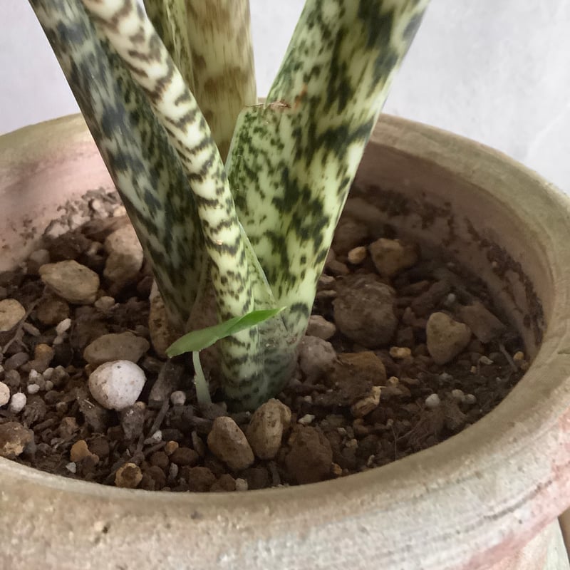 Alocasia Zebrina with Tunisia pot (アロカシア・セブリナ/