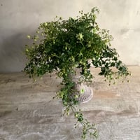 Clematis 'Fragrant Oberon'with Decorative Pot Cover(クレマチス フレグラントオベロン/デコラポットカバー付き)