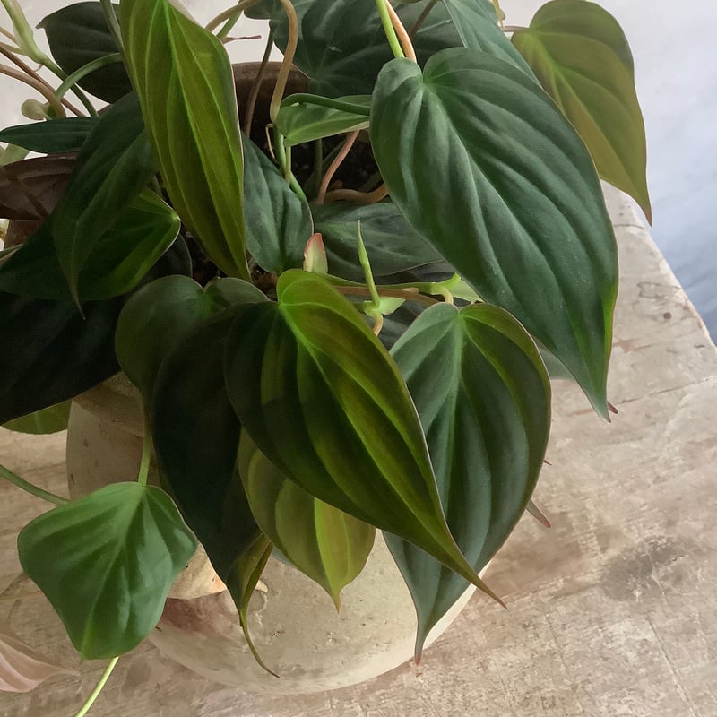 プテンタモズナ様 アテンザ（マツダ）2012年11月～2019年8月生産モデルのカタログ｜中古