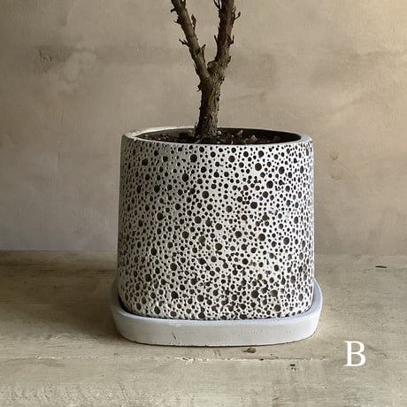 Ficus lyrata in coralstone pot"19in" (カシワバゴム・バンビーノ"50cm"コーラルストーンポット)