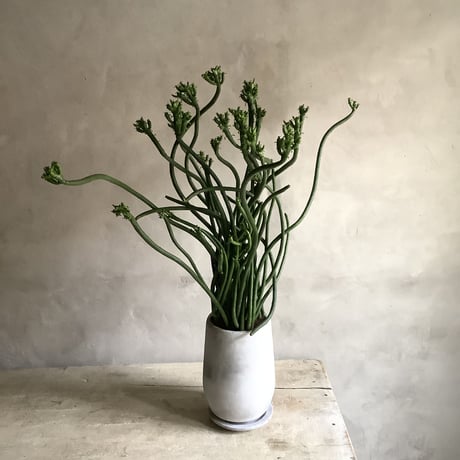 Euphorbia tirucalli {(ユーフォルビア・タイレカーリィ) ミルクブッシュ}