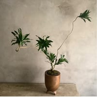 Bigskinny Dracaena Jamicain with Acacia wood Planter cover (ビッグスキニードラセナ・ジャマイカ/アカシア木製 鉢カバー付き)