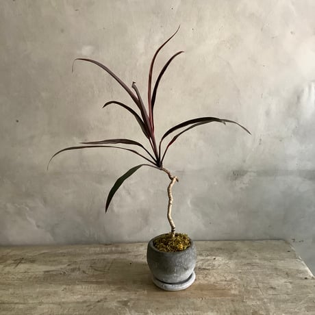 Cordyline terminalis mini with Moonstone pot(ムーンストーンポット入りコルジリネ・ターミナリス)