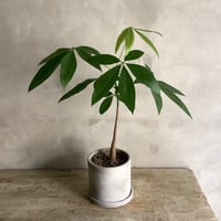 Skinny pachira in tube stone pot (チューブストーンポット入り 実生スキニーパキラ)