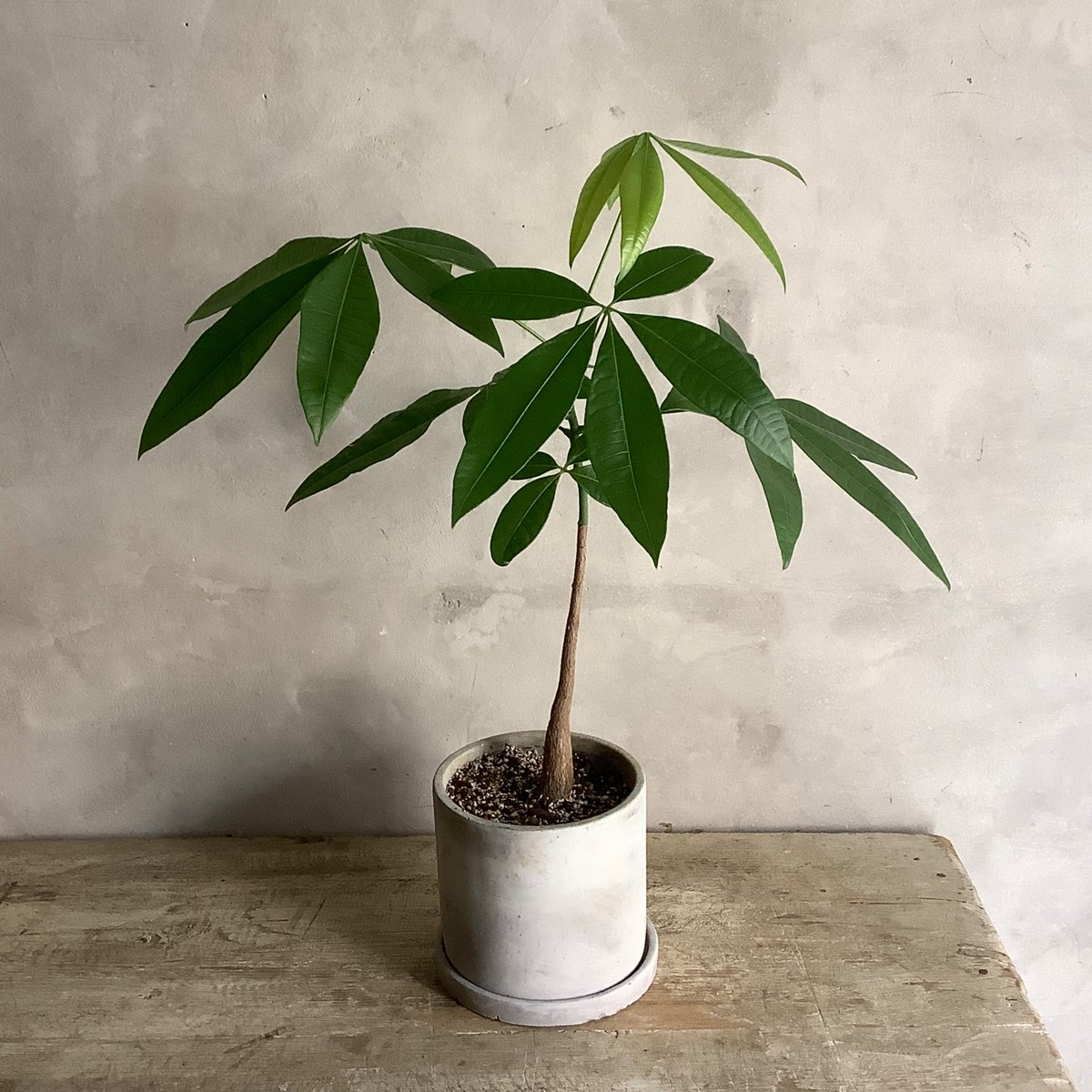 Skinny pachira in tube stone pot (チューブストーンポット入り