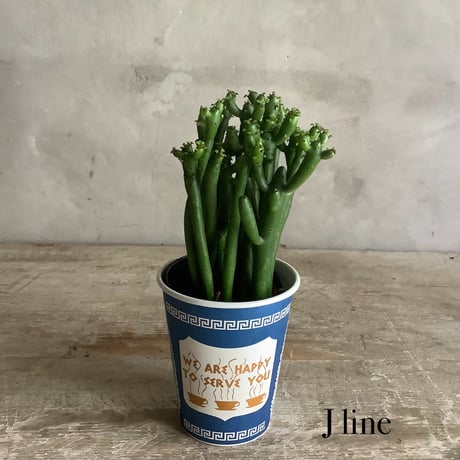 "Milkbush"Euphorbia Cedrorum in NYC Coffee cup "J"or"Z" line (NYCコーヒーカップシリーズ・ユーフォルビア セドロルム) 2タイプ