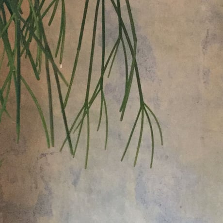 Rhipsalis Cassutha with basket (リプサリス・カスッサ  ＊ハンギングバスケット付）
