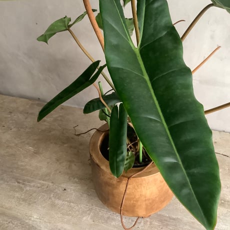 2025 Philodendron Billetae with Acacia wood Planter cover  (フィロデンドロン ビレッタエ/アカシア木製 鉢カバー付き)