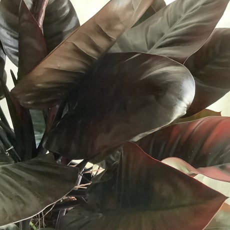 Philodendron Black cardinal spread type2(フィロデンドロン ブラックカーディナル  スプレッドタイプ2 )