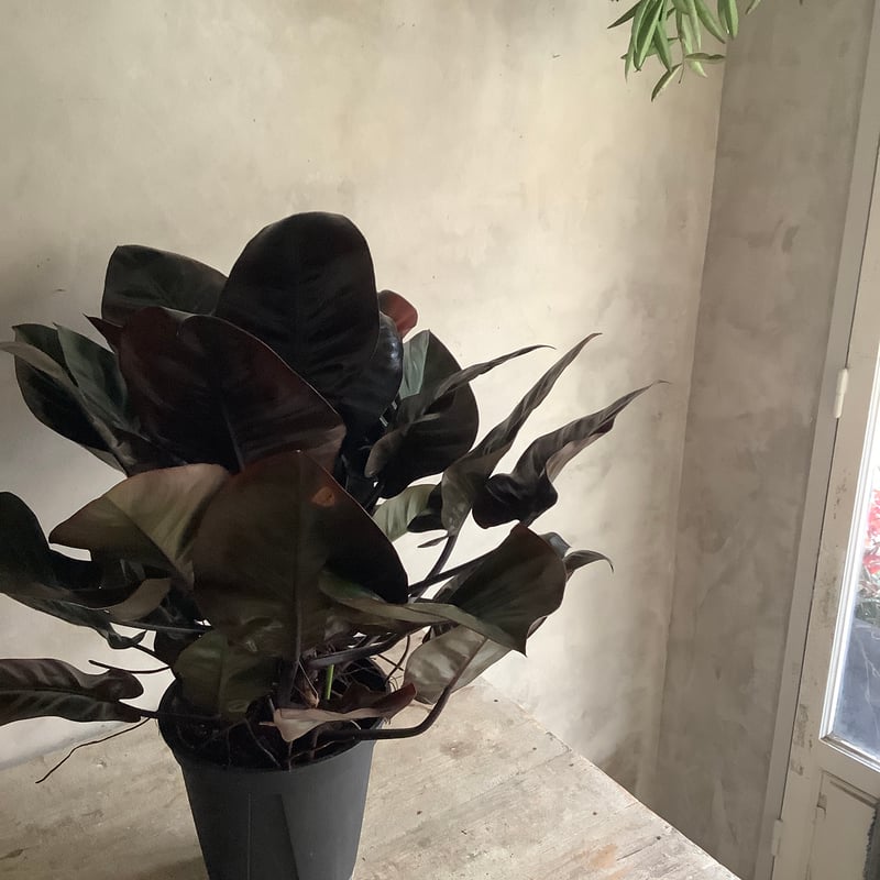 Philodendron Black cardinal (フィロデンドロン ブラックカーディ