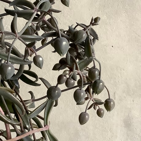 Kalanchoe beauverdii (カランコエ ボーヴェルディ )