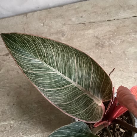 Philodendron Pinkbirkin in moon stone pot (ムーンストーンポット入りフィロデンドロン ピンクバーキン )