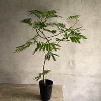 "Everfresh" Pithecellobium midsize ("エバーフレッシュ"ピテケロビウム)