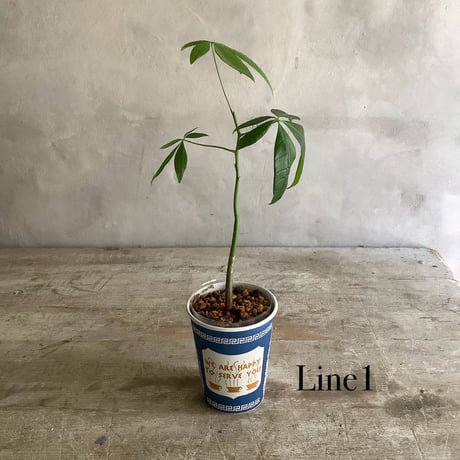 Baby skinny pachira in NYC Coffee cup ”１・２・3 lines” (NYCコーヒーカップシリーズ ベビースキニーパキラ) 3タイプ