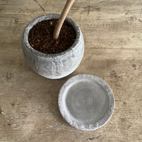 2024 Ficus petiolaris with Moonstone pot (フィカス ペティオラリス )