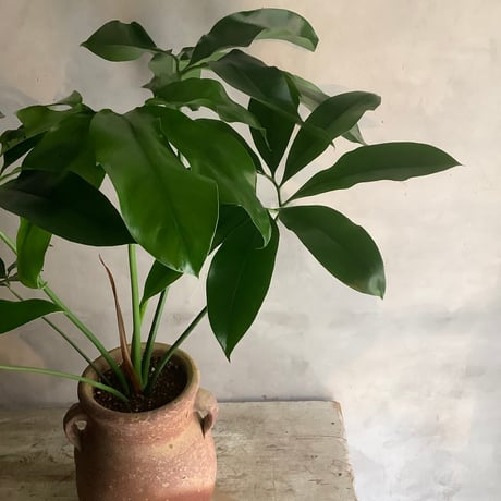 Philodendron Goeldii with Tunisia pot (フィロデンドロン・ゴエルディ/チュニジアポット付き)
