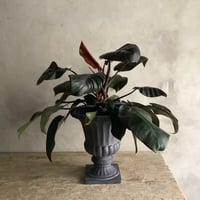 Philodendron "Black cardinal" with Decorative Pot Cover(フィロデンドロン ブラックカーディナル/デコラポットカバー付き)