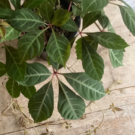 Parthenocissus Henryana（Chinese Virginia Creeper ）ヘンリーヅタ鉢